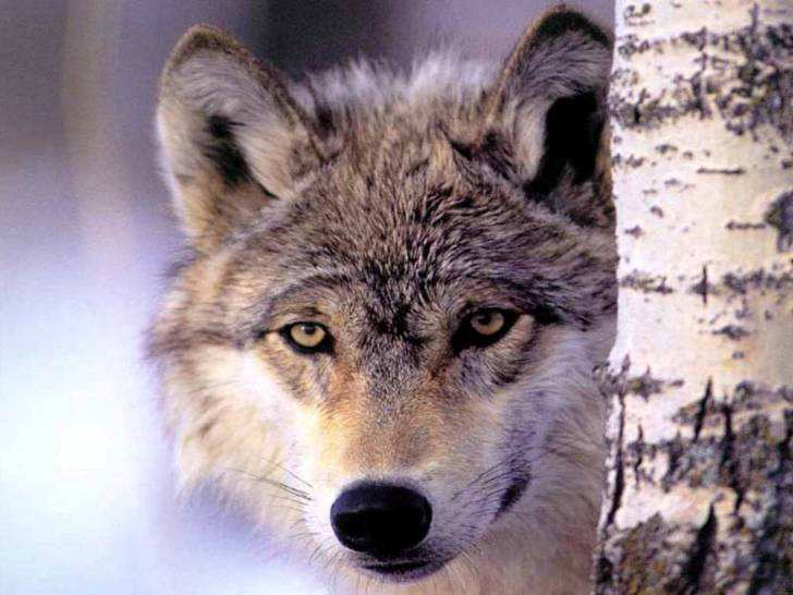 Wolfs - Il Lupo Appenninico,