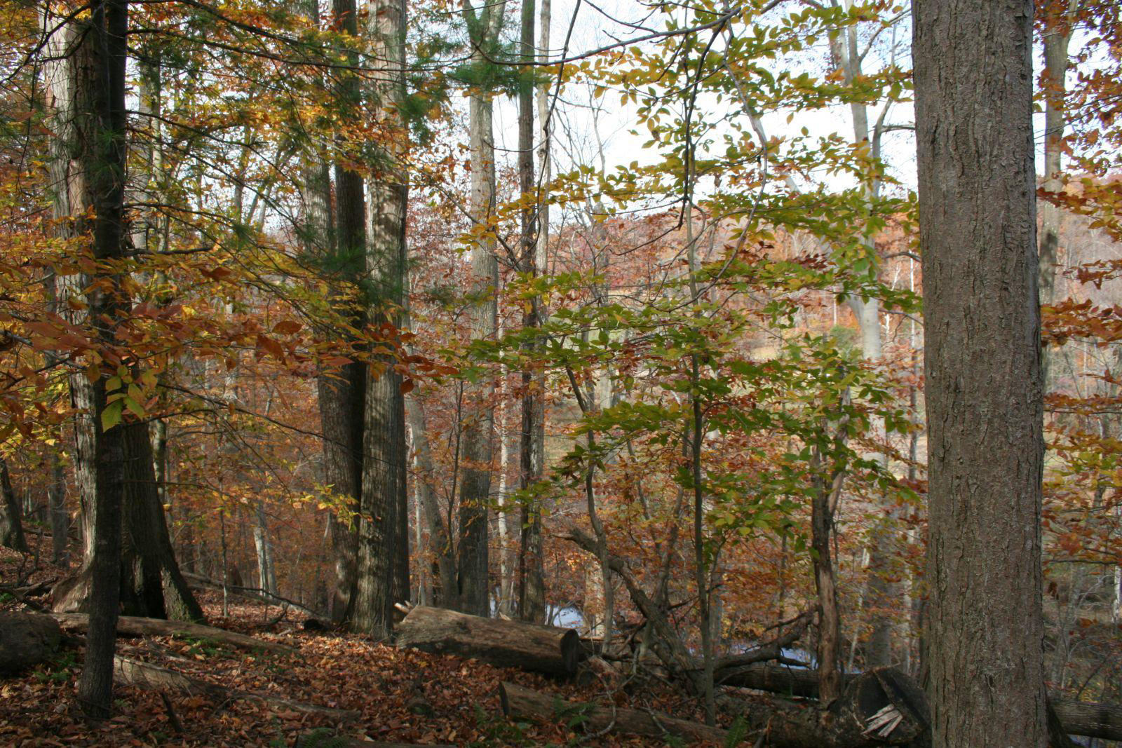 Buk lesní - Fagus sylvatica uči