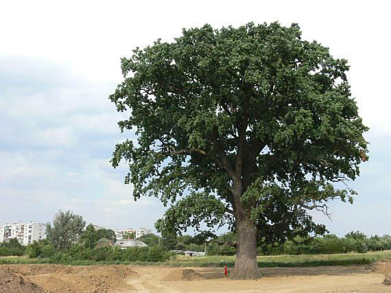 Dub letní (Quercus robur) Dub