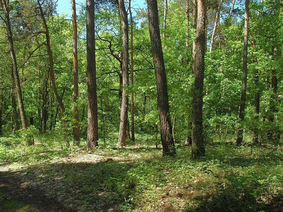 Dub letní (Quercus robur) Dubo orové