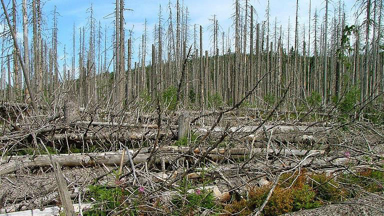 Smrk ztepilý (Picea abies)