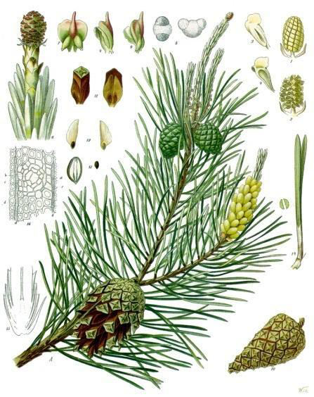 Pinus