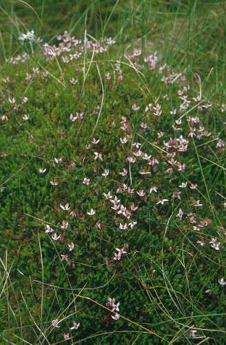 magellanicum, Vaccinium