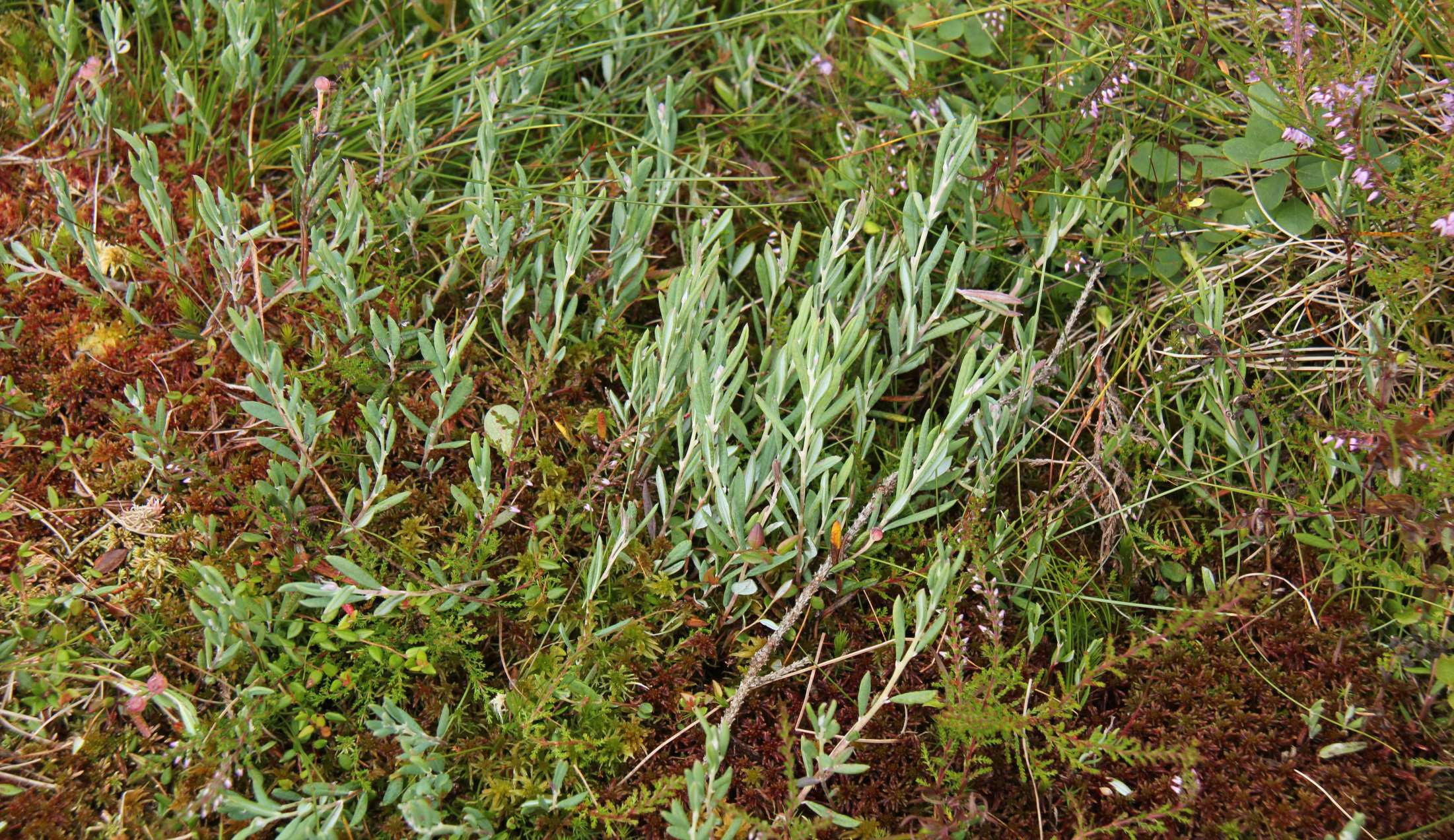 se Sphagnum magellanicum Andromedo