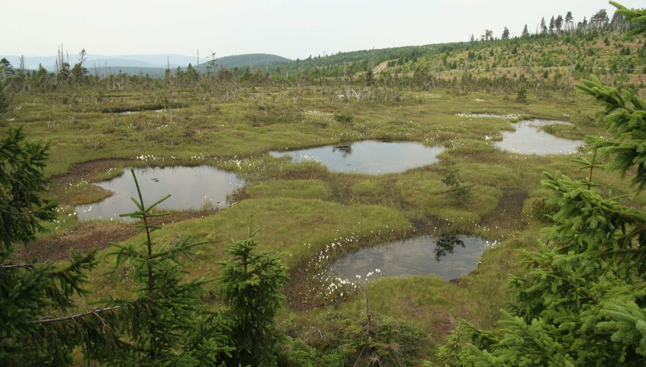 Vrchoviště Oceánická a suboceánická vrchoviště (Oxycocco