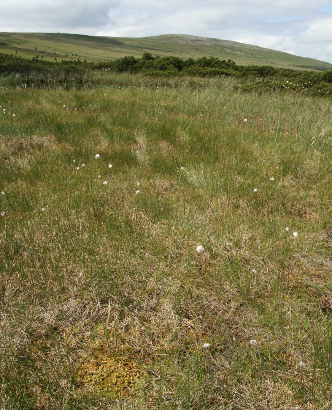 Boreální vrchoviště (Oxycocco microcarpi- Empetrion hermaphroditi) boreální vrchoviště kromě druhů společných se svazem Sphagnion magellanici také: Sphagnum fuscum (hnědý, vysoké bulty), S.