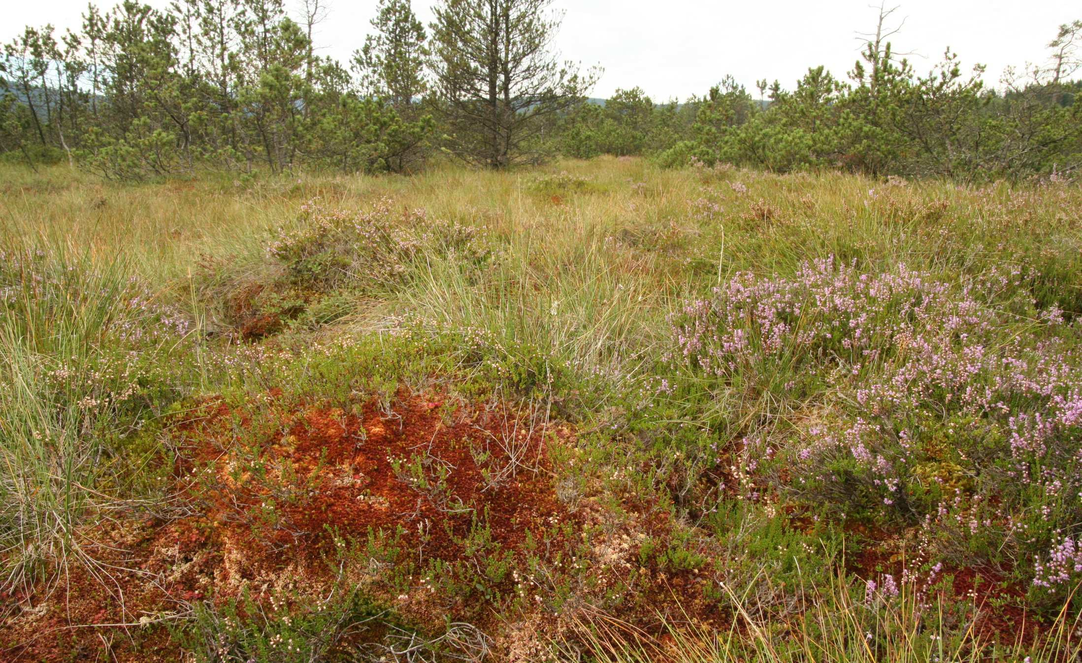 Vrchoviště Boreální vrchoviště (Oxycocco microcarpi-empetrion