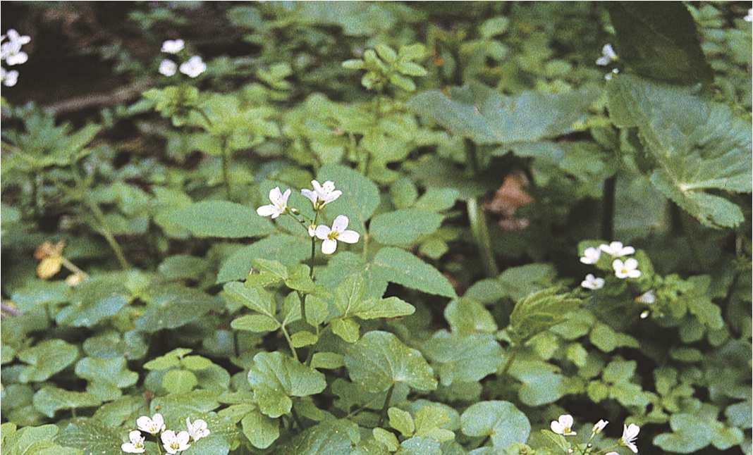 Cardamine amara,