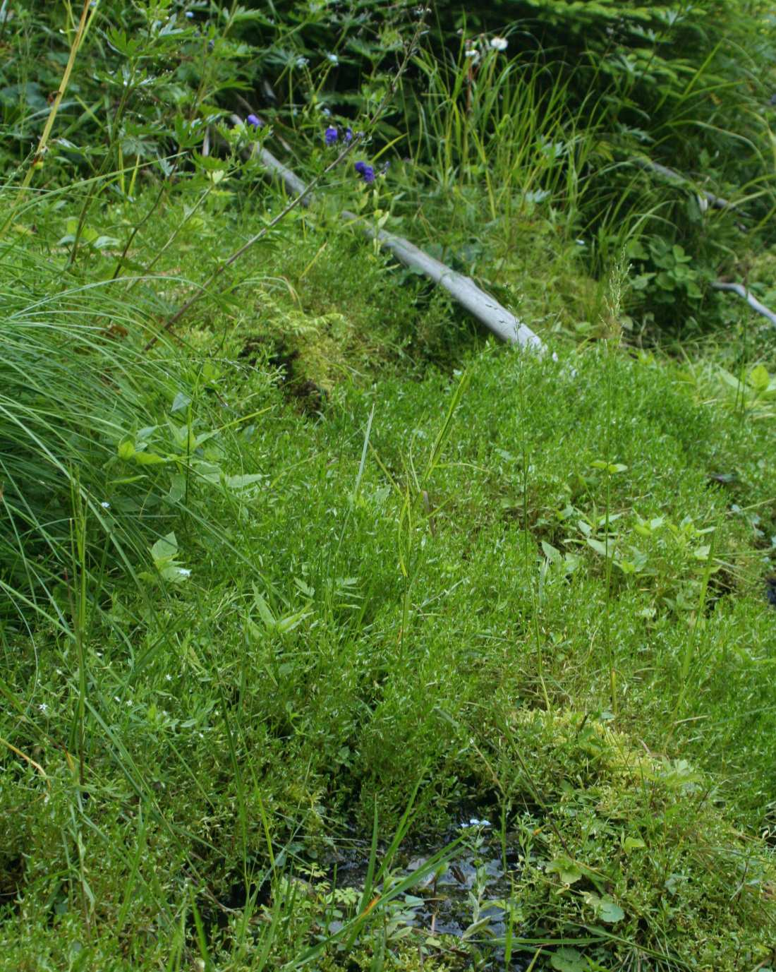 Luční prameniště bez tvorby pěnovců (Epilobio nutantis-montion fontanae) podhorské oblasti voda s malým obsahem Ca zpravidla dominance zdrojovek (Montia fontana, M.