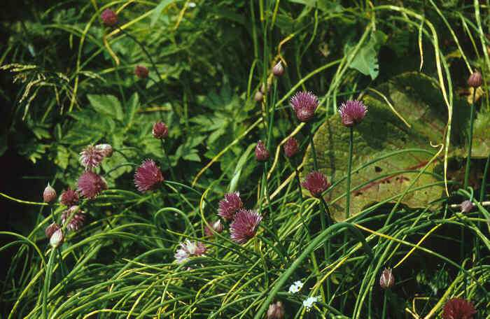 flava, Pinguicula vulgaris, Trichophorum alpinum,