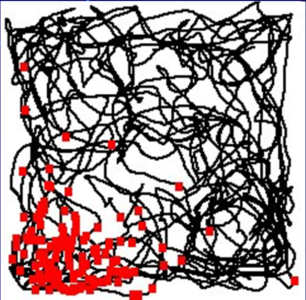 Místové neurony (place cells) v hipokampu Především pyramidové