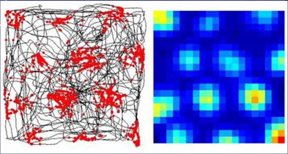 Grid cells neurony prostorové mřížky Grid cells jsou