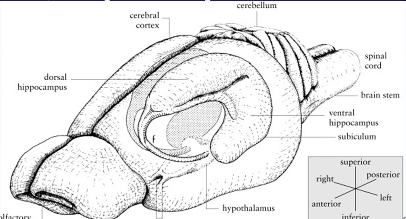 Hipokampus u hlodavců U laboratorních potkanů zabírá hipokampus poměrně velkou část mozku Dělení dorzální ventrální Oba oddíly zapojeny v odlišných mozkových okruzích Dorzální paměť, ventrální