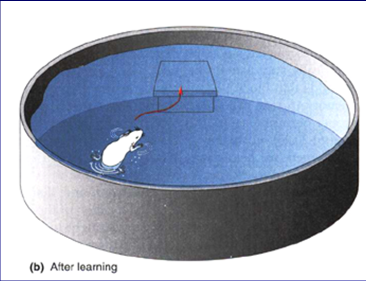 Hipokampus a vodní bludiště Původní práce (Morris RG, Garrud P, Rawlins JN, O'Keefe J. Place navigation impaired in rats with hippocampal lesions. Nature.