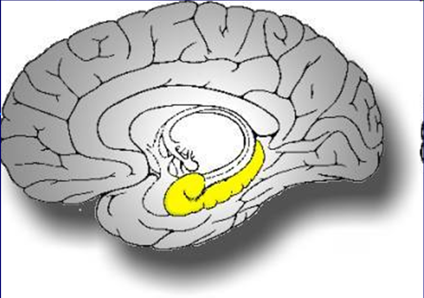 Hipokampus u primátů U člověka také leží hipokampus v mediální části spánkového laloku U primátů zabírá