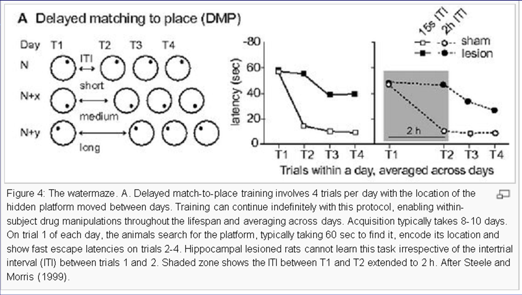 MWM delayed matching to place test Navržena badateli Steelem a Morrisem (1999) Pokud je interval mezi plavbami 1 a 2 krátký, jedná se vlastně o test pracovní