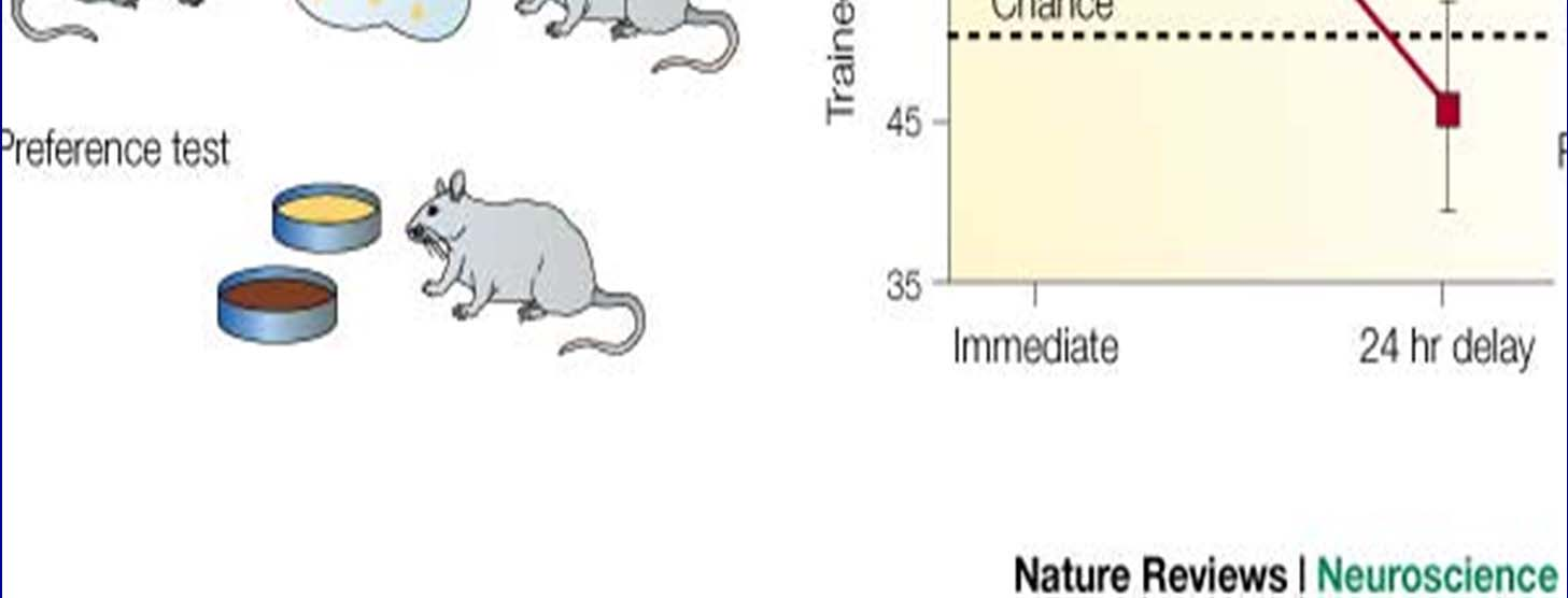 odlišně aromatizovaných druhů - zvíře si vybere známou potravu Evolučně velmi výhodné učení Pokud trvá kontakt obou jedinců cca 30 min, je tato paměťová stopa