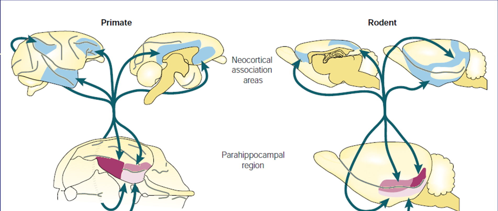 Hipokampus korová spojení Hipokampus je spojen