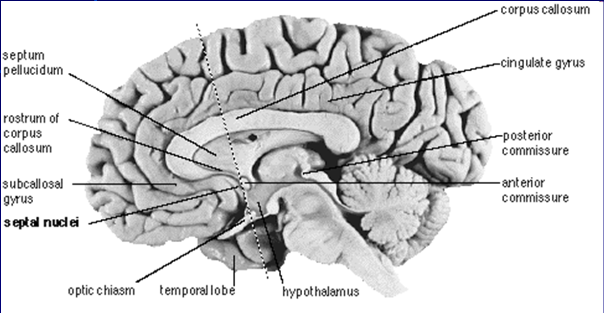 Septální jádra (medial septum) Septum komplex jader předního bazálního telencefala, heterogenita mediální, laterální a posteriorní jádra Spojena s hipokampem (Ach, GABA), amygdalou, gyrus cinguli,