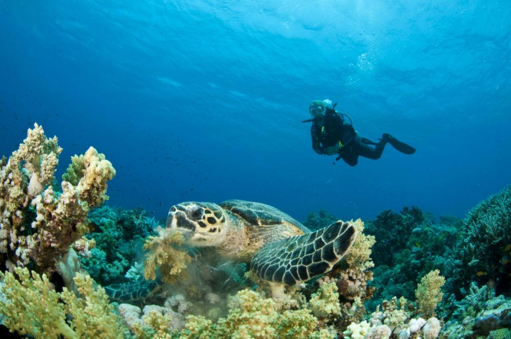 Jeho téměř stokilometrové pobřeží zajištuje bujný podmořský život, který je rájem pro potápěče. Jak uvádí Dražan (2008, s.