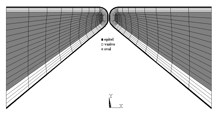 3.1 ROVINNÝ MODEL 3.1.1 Model geometrie Při modelování hlasivek musíme mít stále na paměti, že se jedná o lidskou tkáň, u které není známa přesná geometrie ani přesné materiálové charakteristiky.