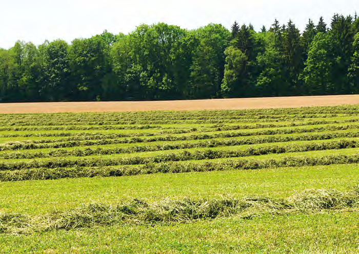 výsevek: 25 35 kg/ha, 1 kg na 280 400 m 2 Použití: zelená píce, senáž, seno Stanoviště: sušší, lehčí, písčité půdy Greening 61/2016 Sb.