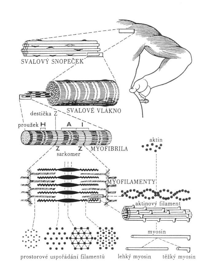 POHYB A JEHO VÝKONOVÉ ORGÁNY Obrázek 1 Stavba kosterního svalu (Dylevský 2009) Sarkomera je základní jednotkou svalového vlákna. Sarkomery obsahují základní kontraktilní složku aktin a myozin.