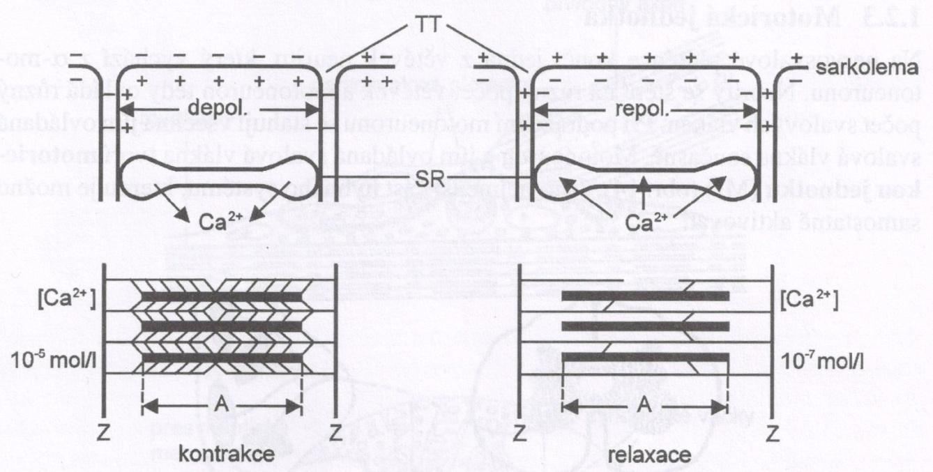 POHYB A JEHO VÝKONOVÉ ORGÁNY 4.2.1.1 ZKRÁCENÍ SVALOVÝCH VLÁKEN Obrázek 2 Schéma dráždivosti a stažlivosti kosterního svalu (Trojan 2001) Ke kontrakci svalových vláken dochází při podráždění MJ.