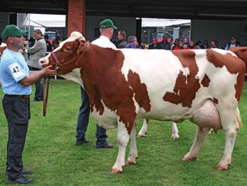 Jejich hodnocení se ujal ředitel hornorakouského svazu chovatelů DI Franz Kaltenbrunner. Ten jako nejlepší prvotelku vybral plemenici katalogového čísla 20-170508953, z Agro Liboměřice, a.s. po otci Roibos RAD- 212, která se prezentovala velmi dobrým rámcem, užitkovým typem, končetinami a vemenem, především závěsným vazem, rozmístěním předních struků a texturou vemene.