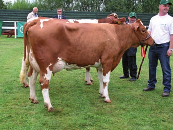 Třetí místo mezi prvotelkami získala zástupkyně akciové společnosti Agro Kunčina 145660953 po otce Cetrys MOR-136, jejíž největší předností byla textura vemene a rozmístění struků.