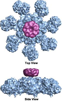 Obr. 1.4: a) apoptozóm, b) imflamatozóm Cytoskelet Cytoskelet je soustava vláknitých bílkovinných útvarů v buňce, které vytvářejí složitou mikroskopickou síť.