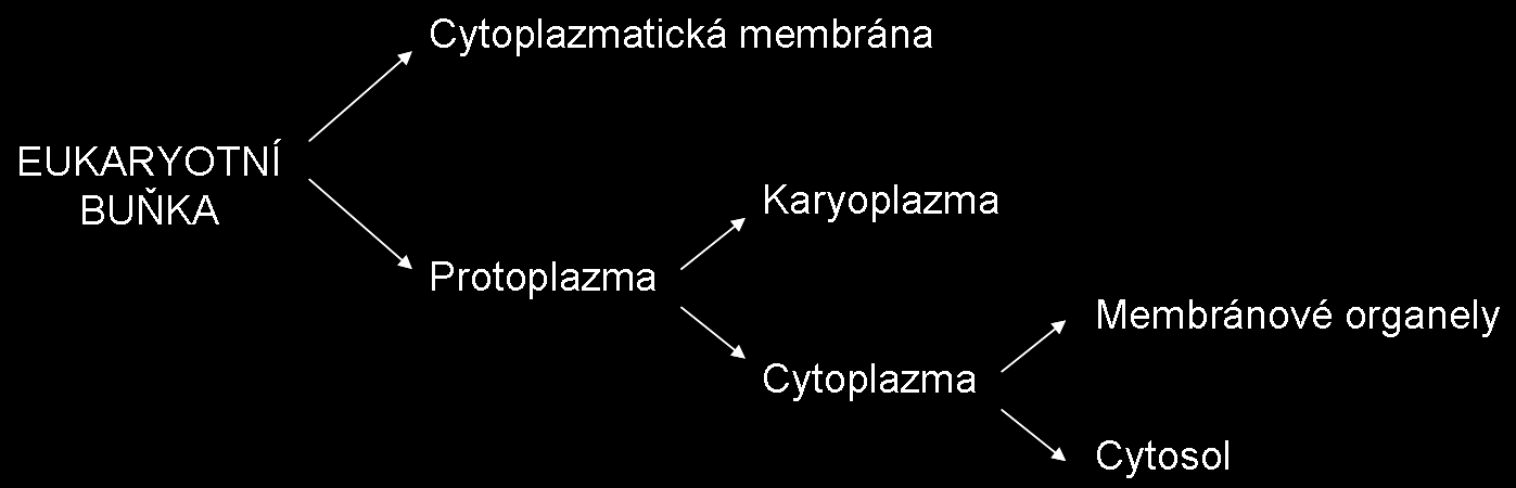 1.1 Stavba eukaryotní živočišné buňky Jak už napovídá název, jedná se o buňku s tzv. pravým buněčným jádrem.