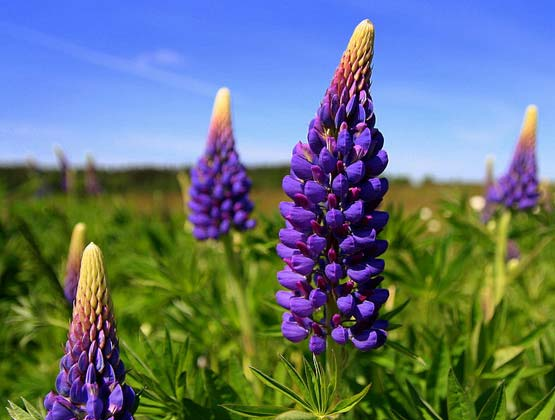 Lupina mnoholistá (Lupinus polyphyllus) Populace v ČR Neofyt poprvé dokladovaný z území ČR roku 18953. Vyskytuje se na celém území od nížin do hor.