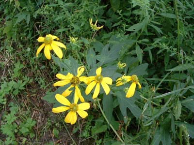 Třapatka dřípatá (Rudbeckia lacniata) Populace v ČR Neofyt poprvé dokladovaný na území ČR roku 1859. U nás pěstována od 19. století v zahradách, odkud zplaněla na současná stanoviště.