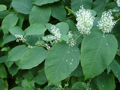 Křídlatka japonská (Reynoutria japonica) Populace v ČR Velmi hojný druh šířící se jak na synantropních, tak na přirozených stanovištích. Vyskytuje se na celém území ČR.