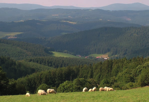 Ovce na Javorníčku stále udržují původní ráz valašské krajiny.