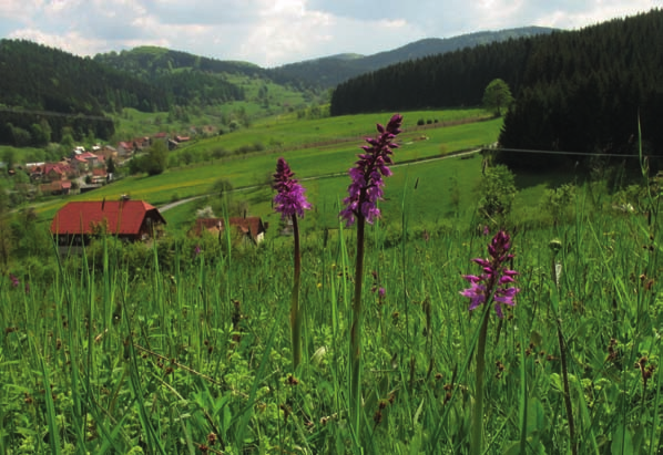 Jedna z nejhojnějších orchidejí Beskyd vstavač mužský roste i v Novém Hrozenkově.