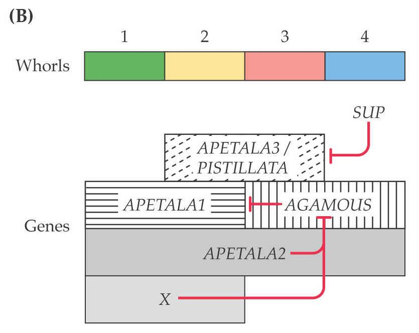 MBR ABC model byl revidován na základě studie exprese genů pomocí in situ hybridizace v průběhu vývoje květu. 28 1 Exprese genů v orgánech WT rostlin 3 1 2 4 Exprese AP2 v 1 a 2 OK.