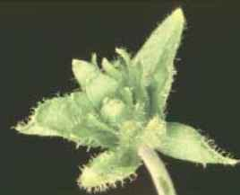 SEP1-4 Biochemický Quartet model specifikace květních orgánů u Arabidopsis