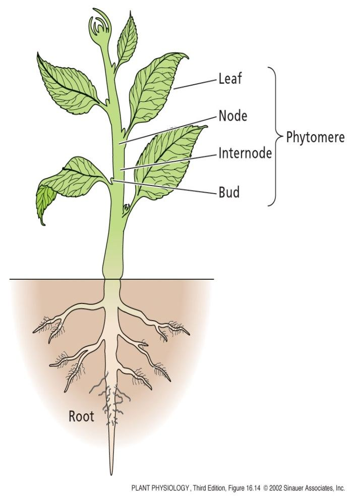 LOCUS T) Abe M et al. (2005) Science 309: 1052-1056 Wigge PA et al.