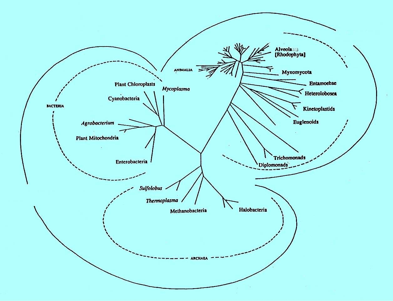 MYKOLOGIE Dictionary of Fungi (2001) PLANTAE CHROMISTA ta Alveolata Rhodophyta EUKARYOTA BACTERIA ANIMALIA FUNGI PROTOZOA PROKARYOTA EUKARYOTA V t V tradičním