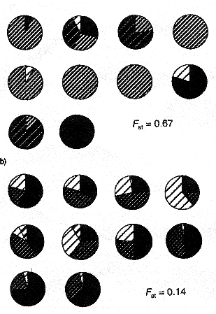 Podíl přenosu pylu a semen na genovém toku Silene alba (McCauley 1994) pyl - haploidní jaderná DNA semena - diploidní jaderná DNA - cpdna 1 1 ( 1) 2( migrace pylu FSTb F migrace semen 1 ( 1) F STm