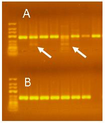 genů, které jsou bohatě exprimovány prakticky ve všech buňkách těla) [Pfaffl M.W. et al., 2002]. 11.3.5.