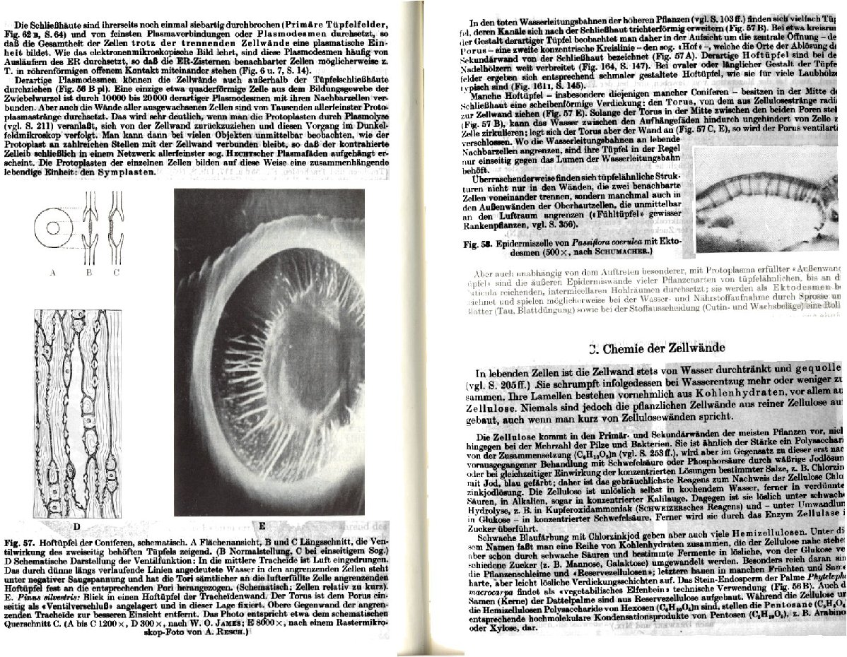 Blokdiagram abietoidní tracheidy.