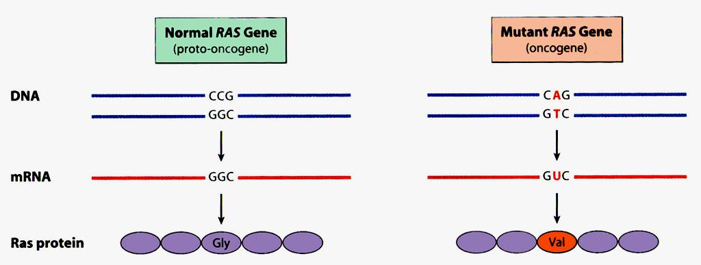 Signální kaskády.. Tyrosin kinasová dráha..somatické mutace proto-ongogenů Bodové mutace vedou k aktivaci proto-onkogenů Kras a Nras - mutace vede ke snížení GTPázové aktivity.