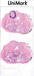 Slides LV contain left seminal vesicle, PV right seminal vesicle. Megablocks are labeled according to the order of sectioning; L = left side, P = right side, V = ventral edge Obr. 4.