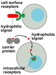 Receptory hormonů 13 Lokalizace Intracelulární (cytoplazma nebo jádro) Hormony Buněčný povrch proteiny, peptidy, (plazmatická katecholaminy