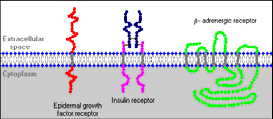responsivních genů retinová Mechanizmus účinku hormonů -receptory 14 Povrchové receptory aktivace enzymů a ostatních molekul = akutní účinek změna
