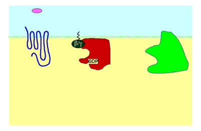 neaktivní) otevření kanálu kovalentní modifikace (P, de-p) degradace receptoru ( down-regulation ) Intracelulární receptory ovlivnění genové