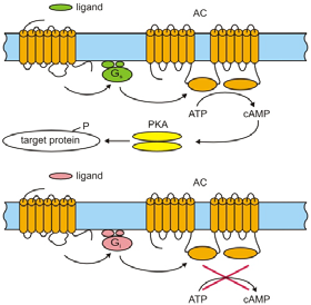 povrchových receptorů extracelulární, transmembránová a cytoplazmatická doména typy signalní transdukce aktivace of G-proteinu aktivace